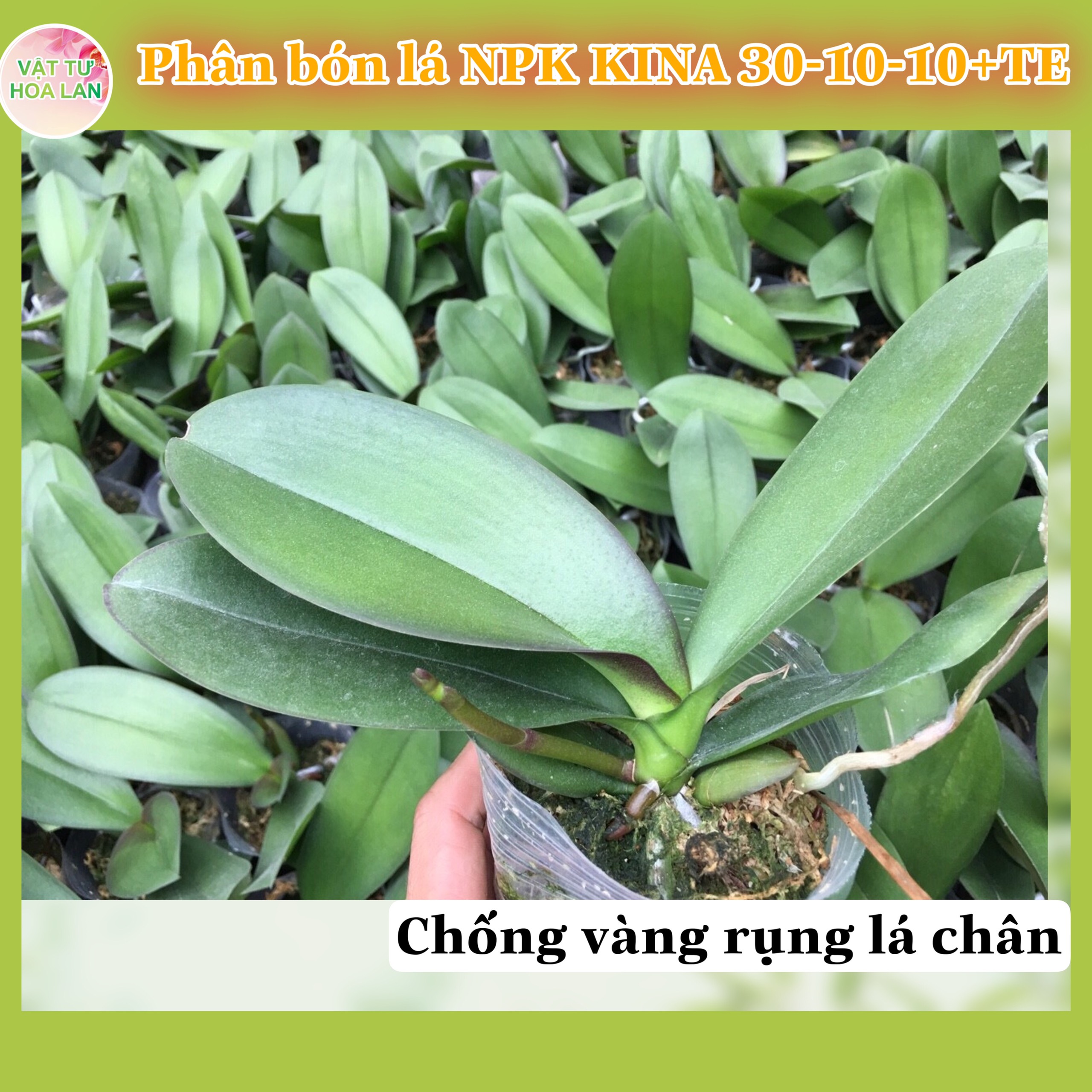 Phân bón lá NPK KINA 30-10-10+TE bổ sung vi lượng chuyên Hoa Lan gói 500gr