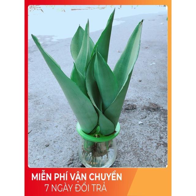 Chậu Lưỡi Hổ Thuỷ Sinh