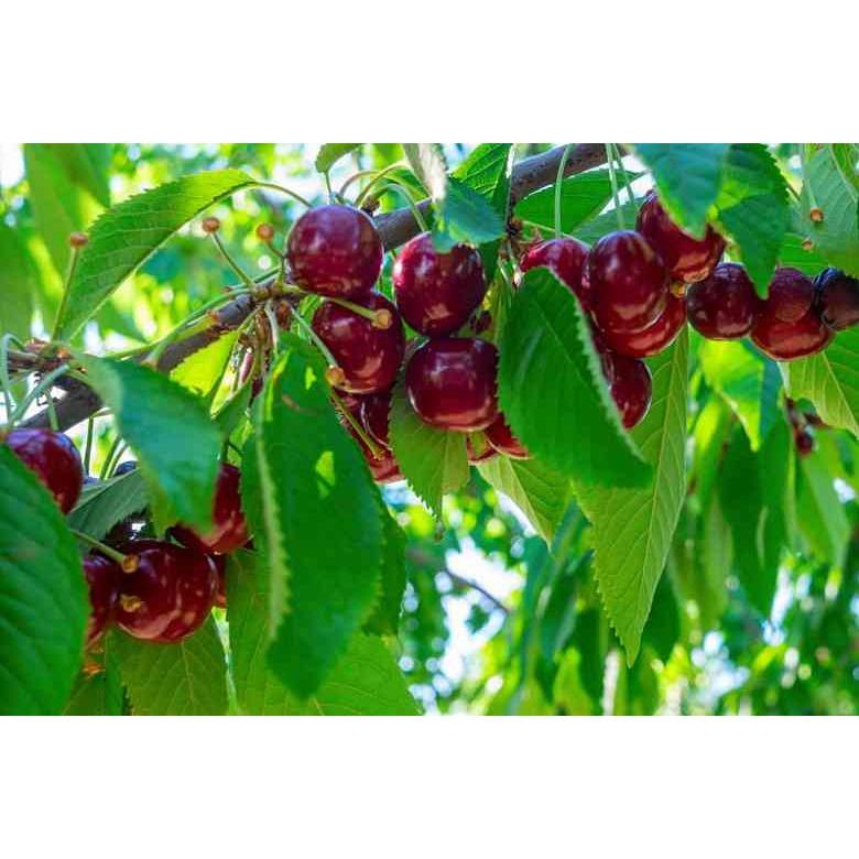 cây giống cherry anh đào mỹ ra quả quanh năm- cây giống nhập khẩu