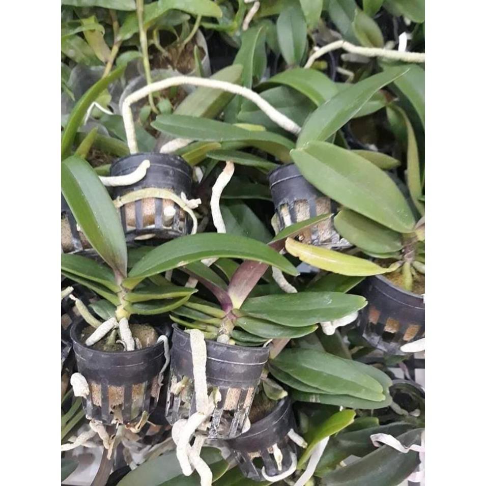 Hoa lan đai châu trắng đài loan