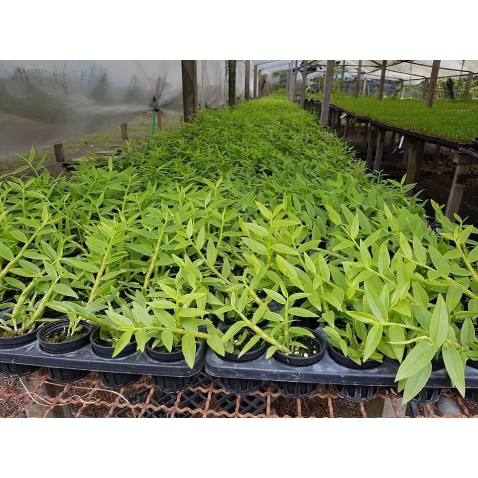 Hoa lan phi điệp, giả hạc lai đài loan dl003 cây cực đẹp