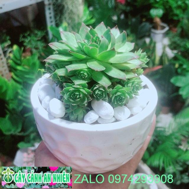 Phật Bà Xanh Kèm Chậu Sứ