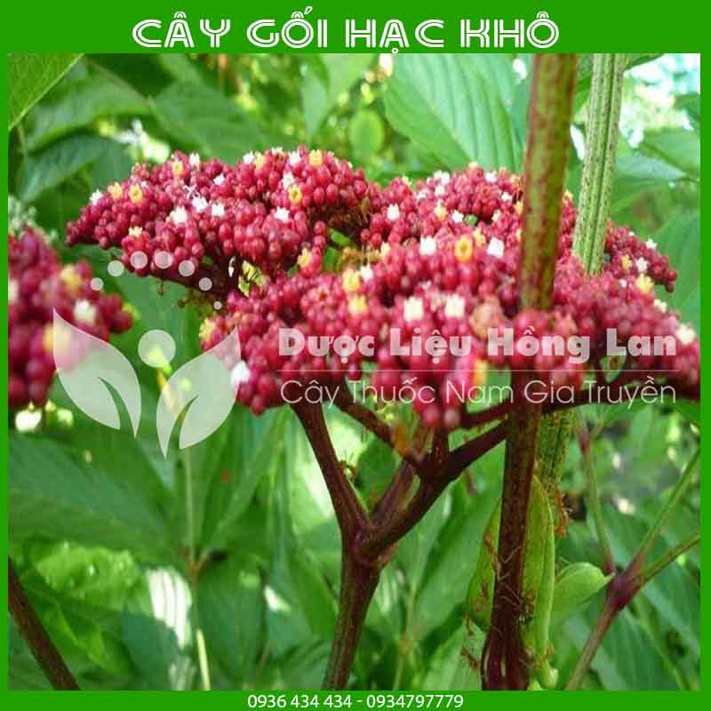 Cây Gối Hạc khô đóng gói 1kg