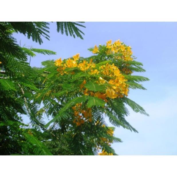 COMBO 2 BẦU CÂY GIỐNG CÂY HOA PHƯỢNG VÀNG SIÊU ĐẸP