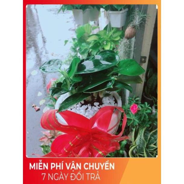 Chậu Trầu Bà Đế Vương Xanh