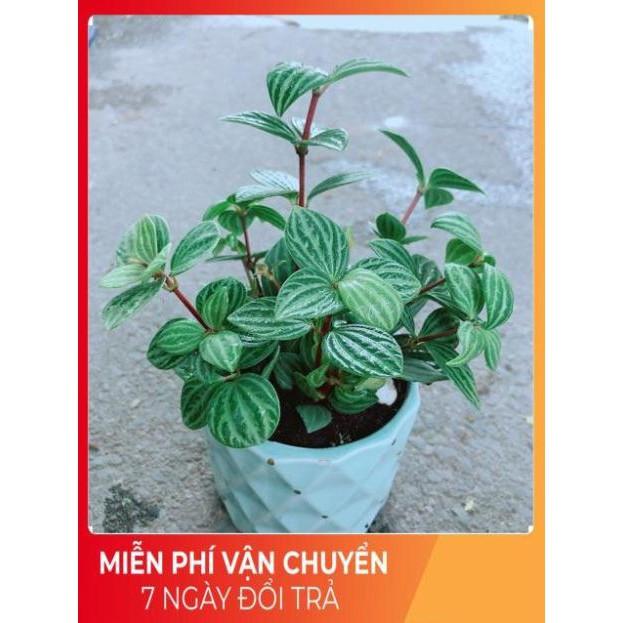 Chậu Cây Kim Cương Hột Xoàn