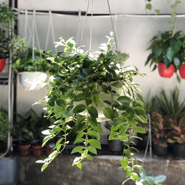 Cây Treo Lan Son Môi để ban công, sân vườn