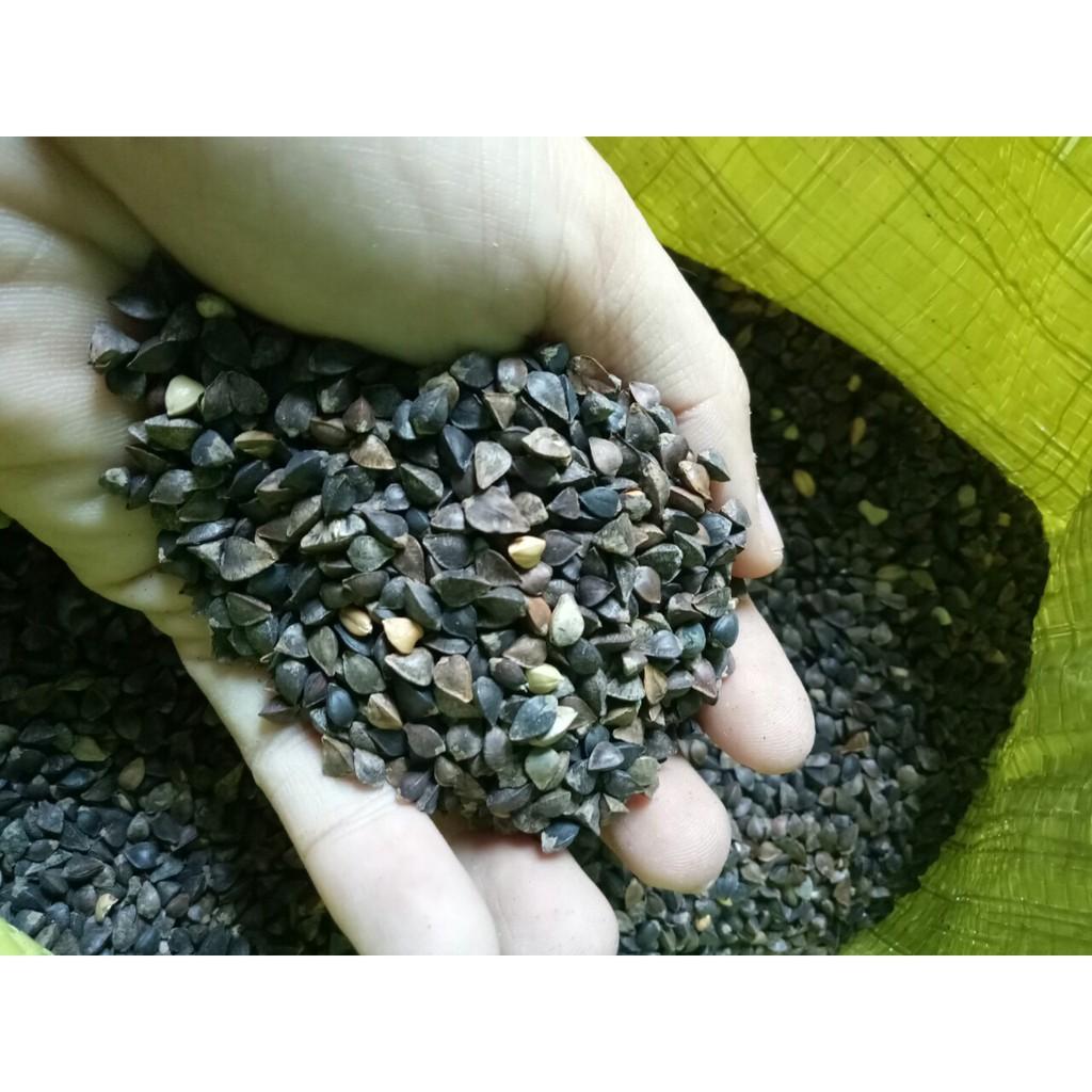 500gram kiều mạch dành cho chim,vẹt và thú cưng