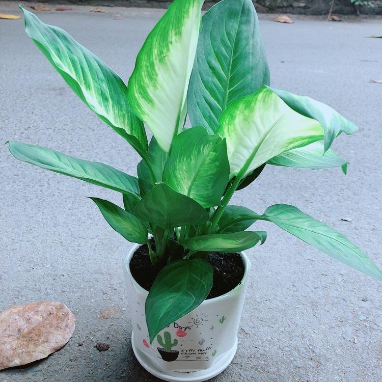 Chậu Cây Vạn Niên Thanh