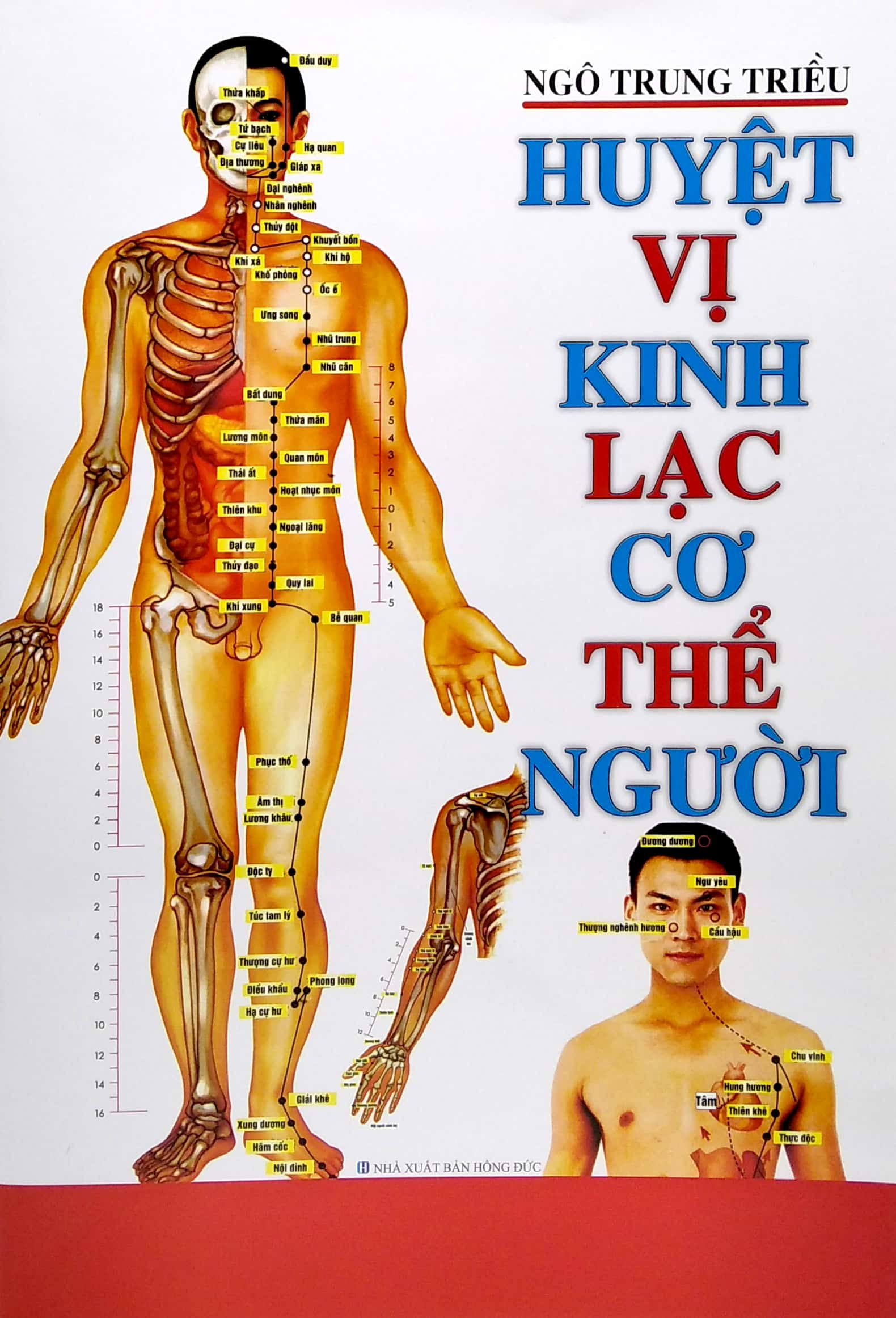 Huyệt Vị Kinh Lạc Cơ Thể Người (ML)