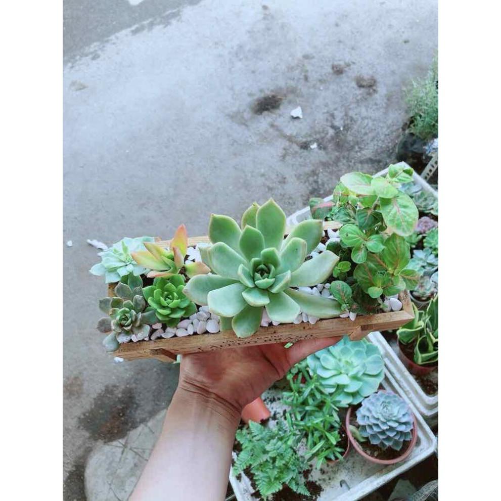 Chậu Sen Đá- Cẩm Nhung Bán Chạy