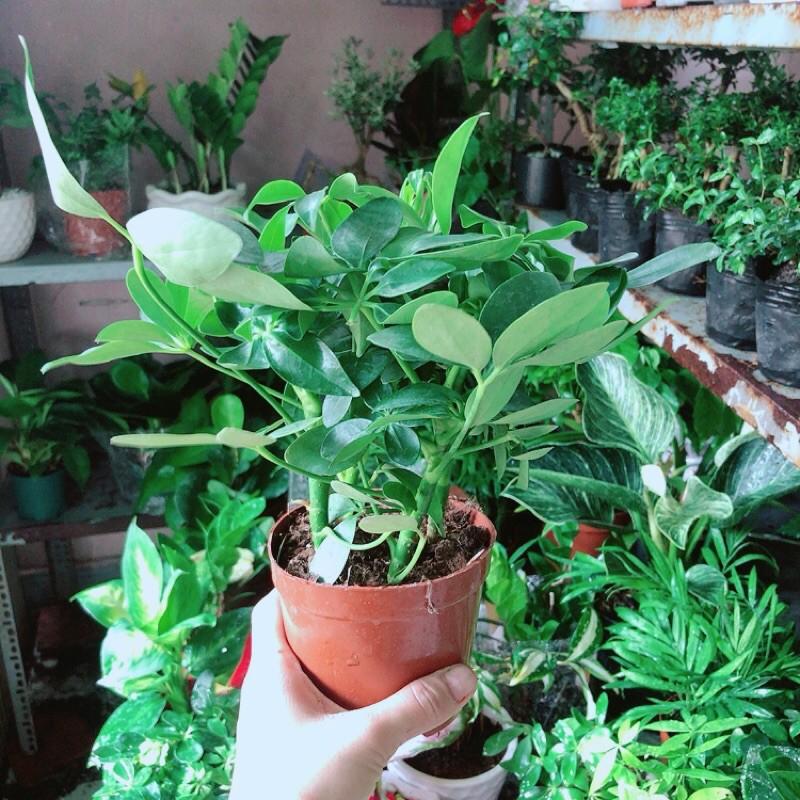 Ngũ Gia Bì Để Bàn