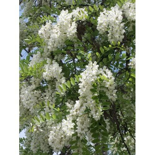 CÂY GIỐNG CÂY HOA HÒE ,CAM KẾT GIỐNG CHUẨN F1 - CGCHHHH