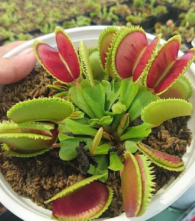 Combo 2 gói Hạt giống cây Bắt Ruồi + Diệt Côn Trùng tặng kèm gói kích hạt nãy mầm