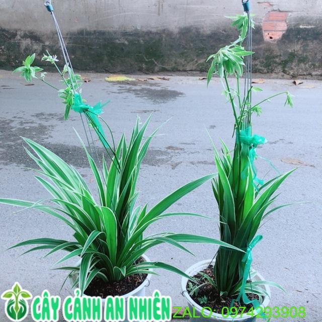 Cặp Cây Dây Nhện