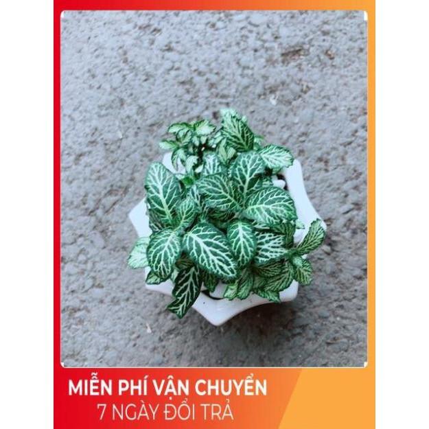 Chậu Cẩm Nhung Xanh