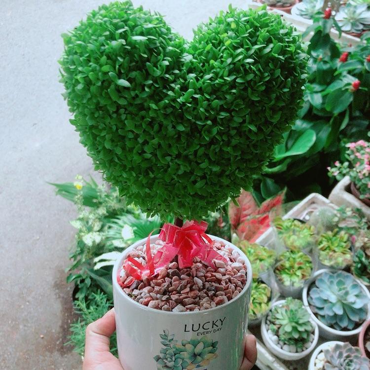 Chậu Cây May Mắn Trái Tim