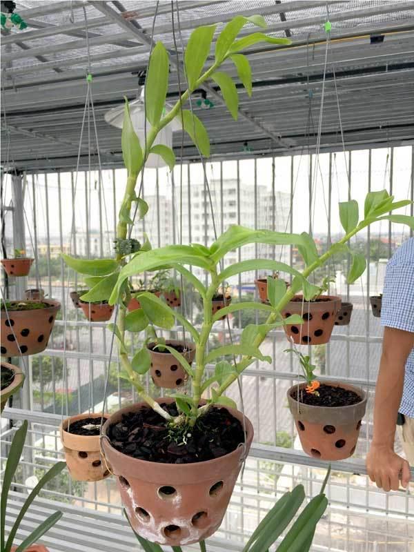 Phi điệp bệt chúa ninh thuận, phi điệp đột biến ninh thuận, mặt hoa đẹp cấy mô