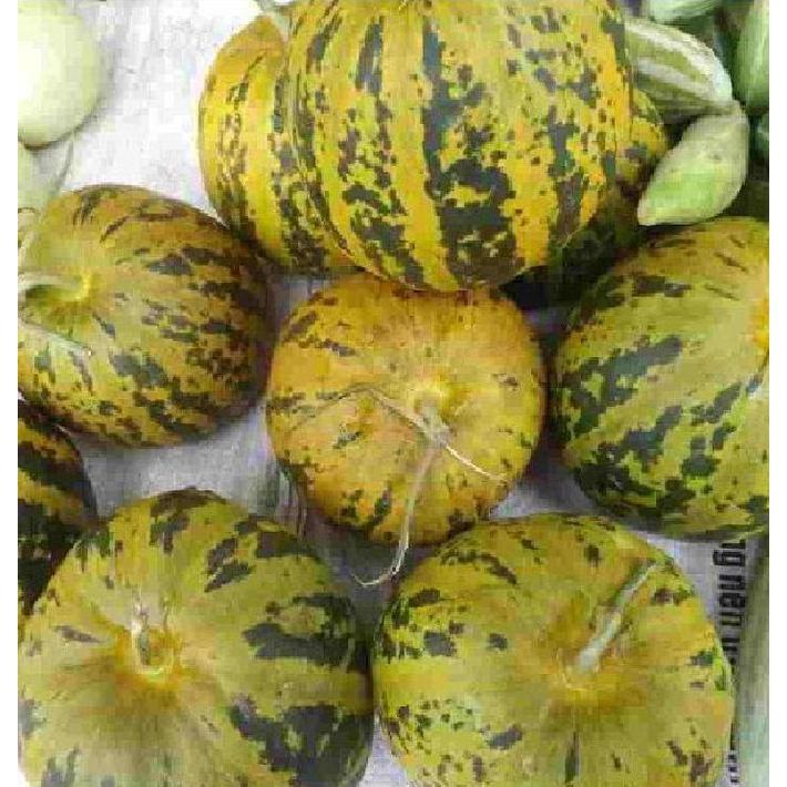 Hạt Giống Dưa Bở Thơm dể trồng f1-gói 20 hạt/tặng kèm gói phân bón lót