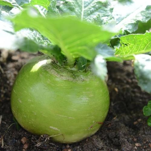 Hạt Giống Củ Cải Xanh Ruột Đỏ -