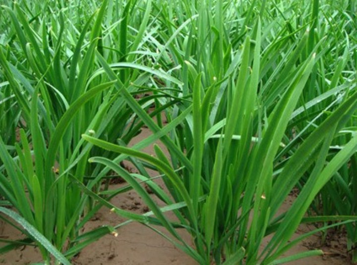 Gói 10 gr hạt giống rau hẹ