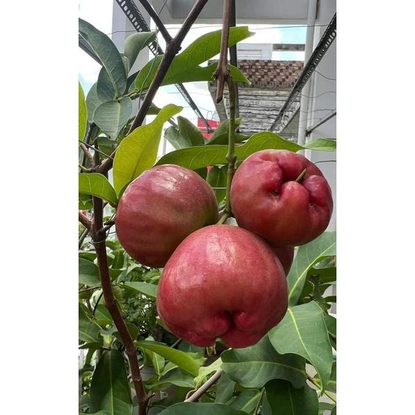 CÂY GIỐNG MẬN ĐƯỜNG ĐÁ cây ghép chuẩn