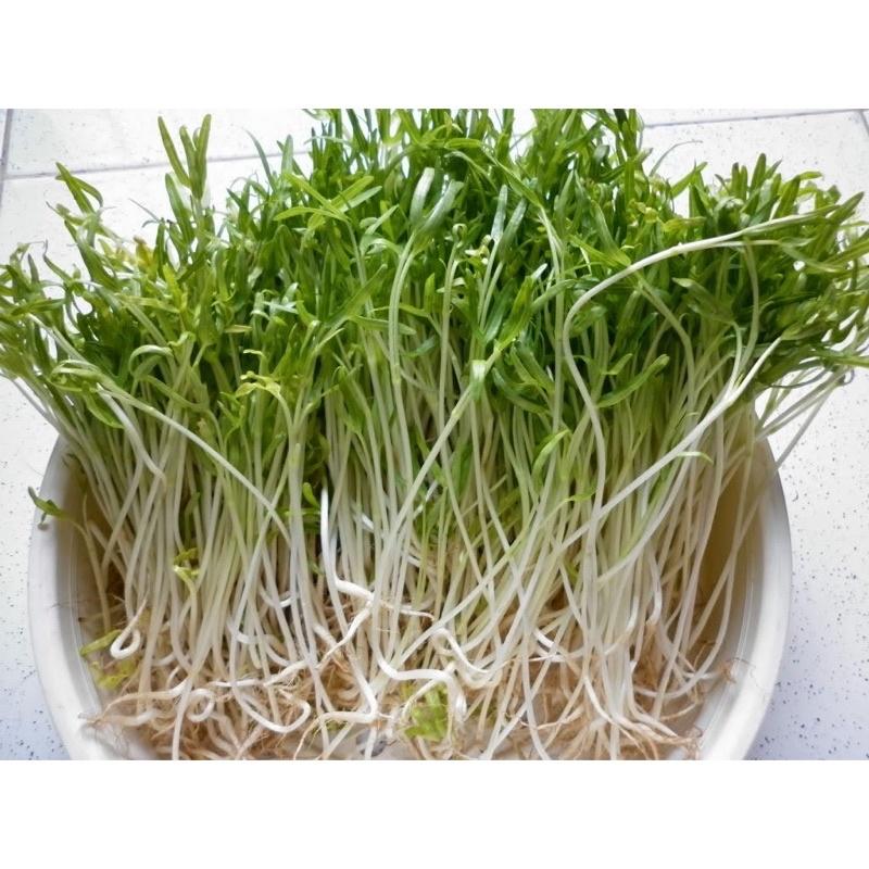 Hạt giống rau mầm các loại-50gr