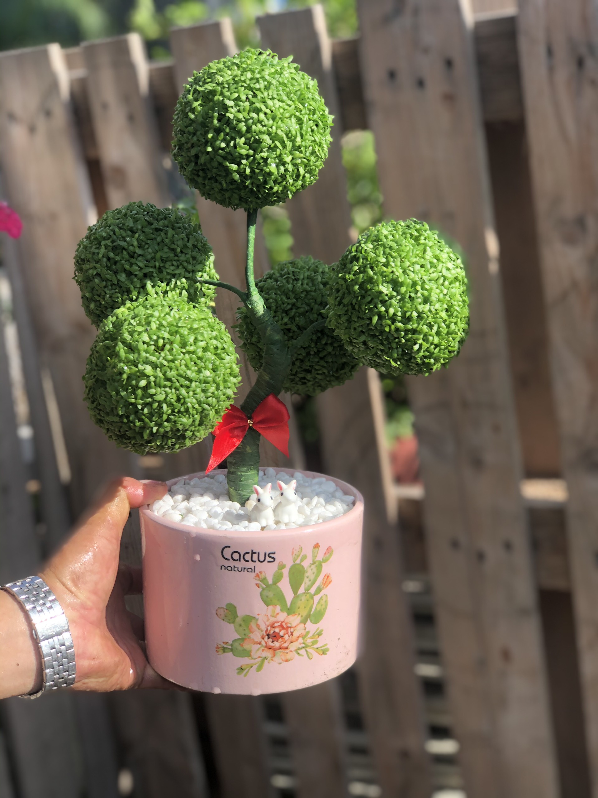 Chậu sứ cây May Mắn 5 quả cầu