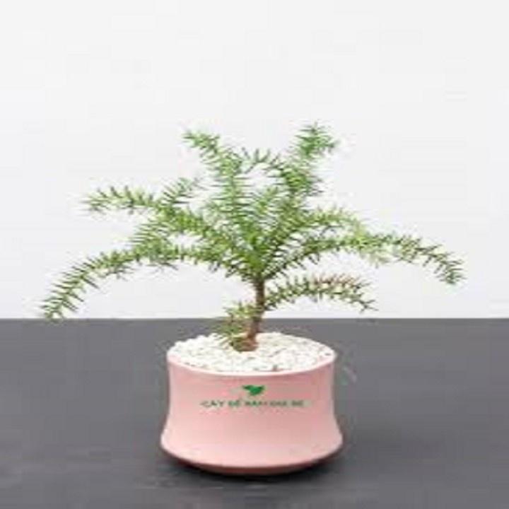 CÂY TÙNG BỒNG LAI SIÊU ĐẸP
