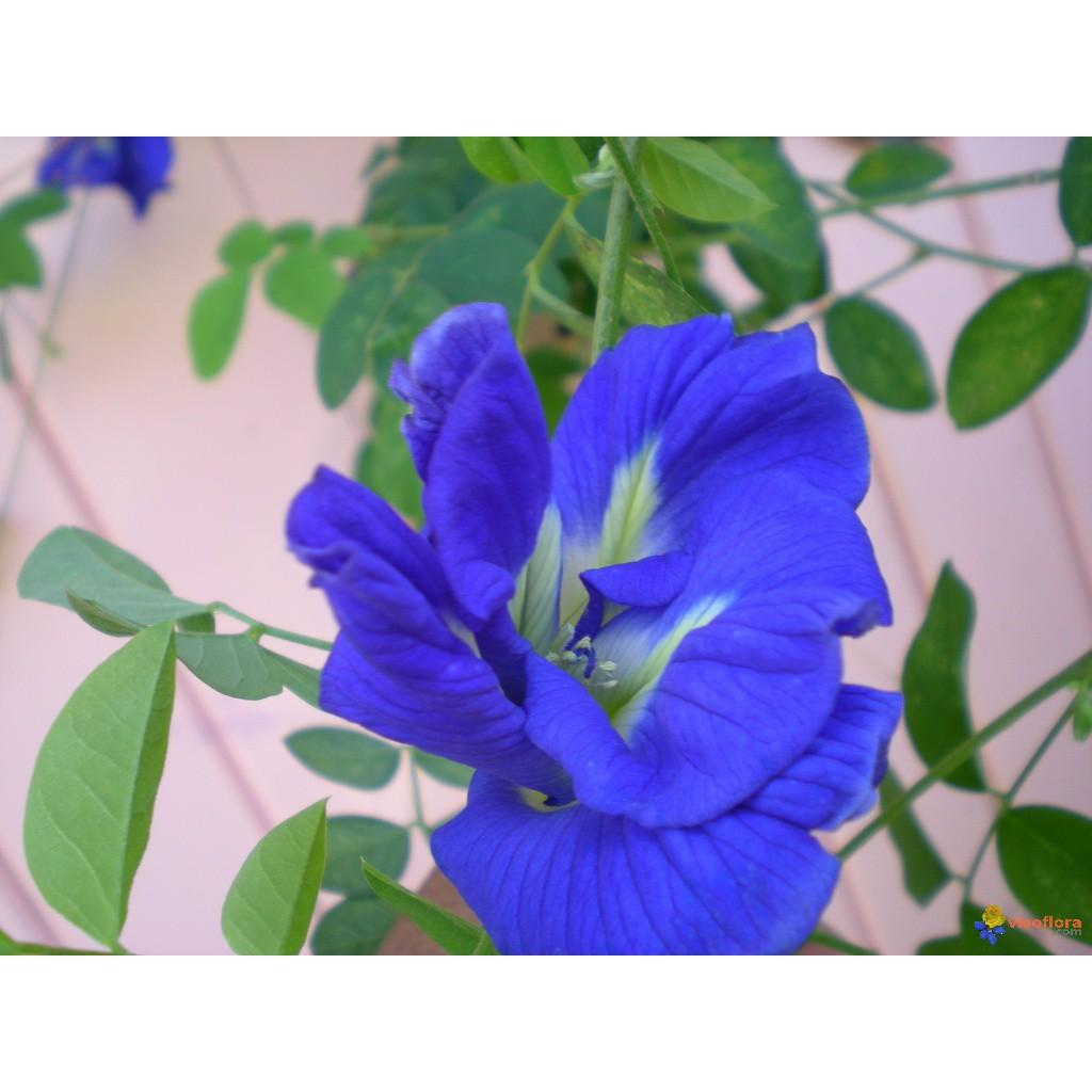 NGUYÊN CHẬU CÂY GIỐNG HOA ĐẬU BIẾC SIÊU ĐẸP SIÊU TỐT