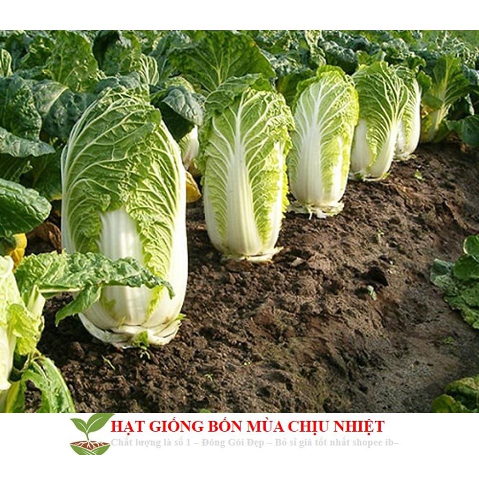 Hạt Giống Rau Cải Thảo F1 Dễ Trồng Năng Xuất Cao Gói 0.5G 300 Hạt - Khu Vườn Ban Công