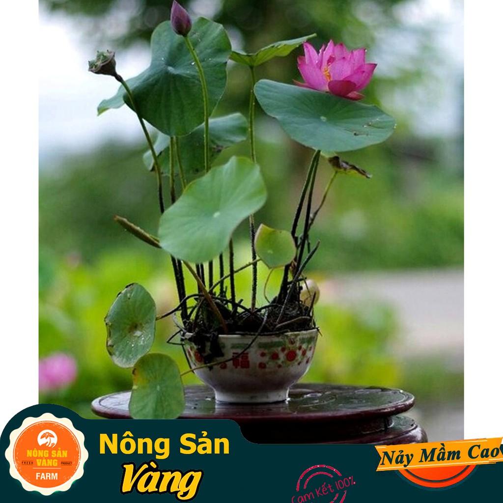 Hạt giống Hoa Sen Mini Nhật ( Màu Ngẫu Nhiên )