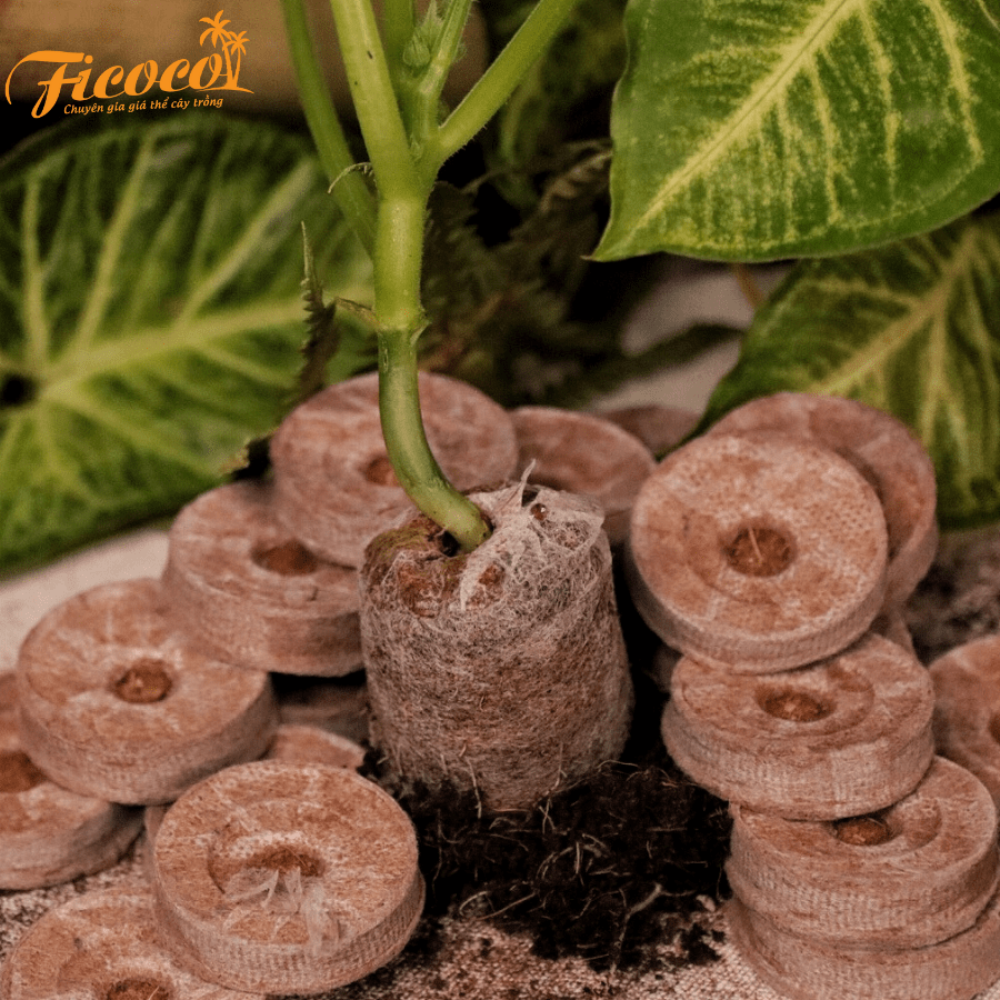 VIÊN NÉN XƠ DỪA ƯƠM HẠT ECO GROW