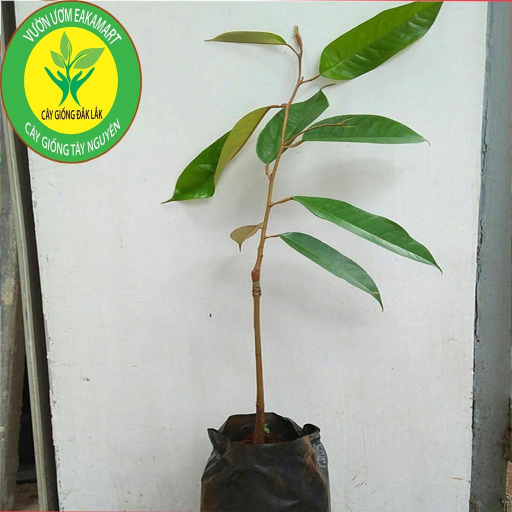 Cây sầu riêng ruột đỏ