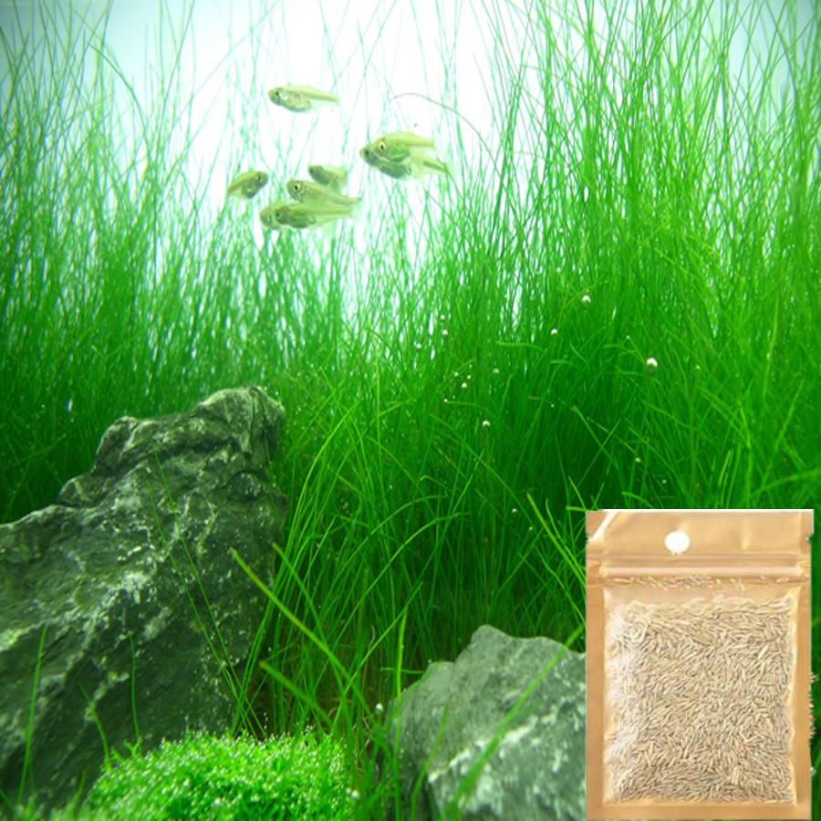 Hạt Giống Thủy Sinh - Cây ngưu mao chiên cao gói 10g