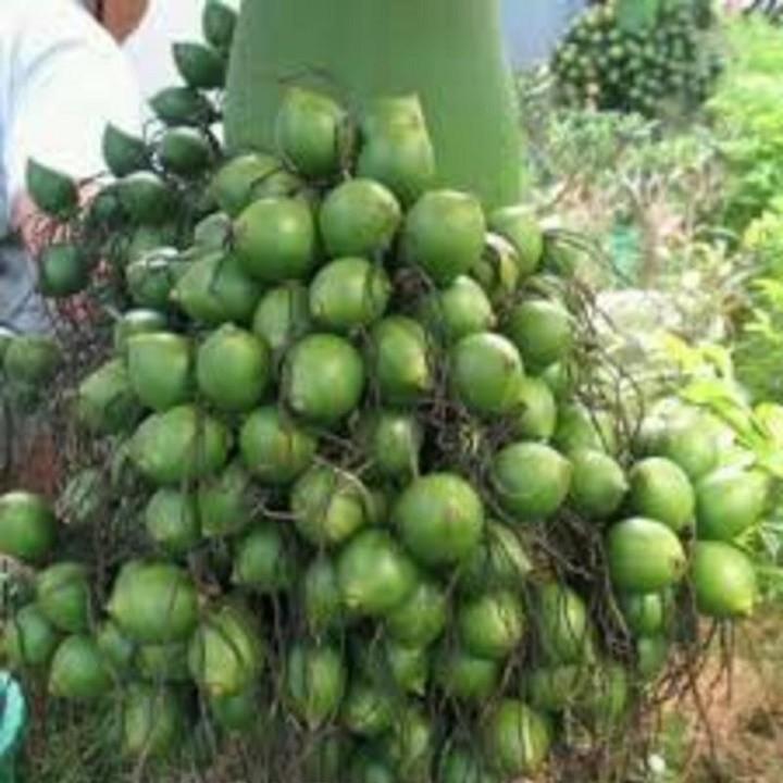 CÂY GIỐNG CAU LÙN SIÊU QUẢ- CAM KÊT GIỐNG CHUẨN F1