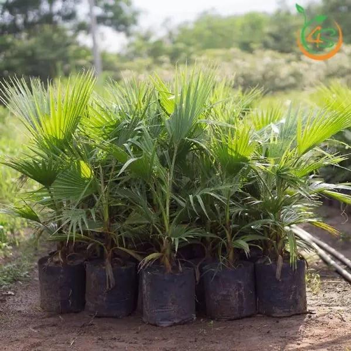 Cây giống Cọ Chỉ chuẩn giống