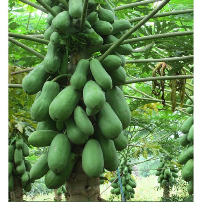 Combo 5 gói Hạt giống đu đủ da xanh lùn siêu trái - Gói 10 hạt-tặng kèm gói phân bón lót