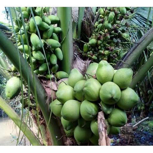 CÂY GIỐNG DỪA XIÊM LÙN ĐỎ BẾN TRE SIÊU QUẢ
