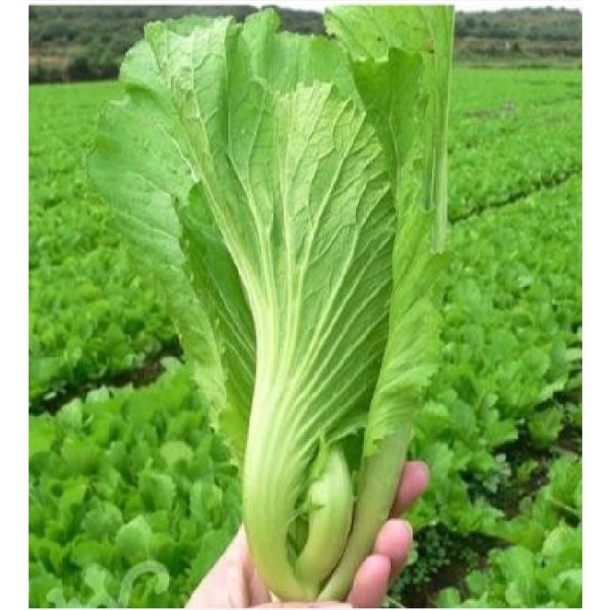 Hạt giống rau cải bẹ dưa cao sảo KNS3393 - 1 gói 10gram