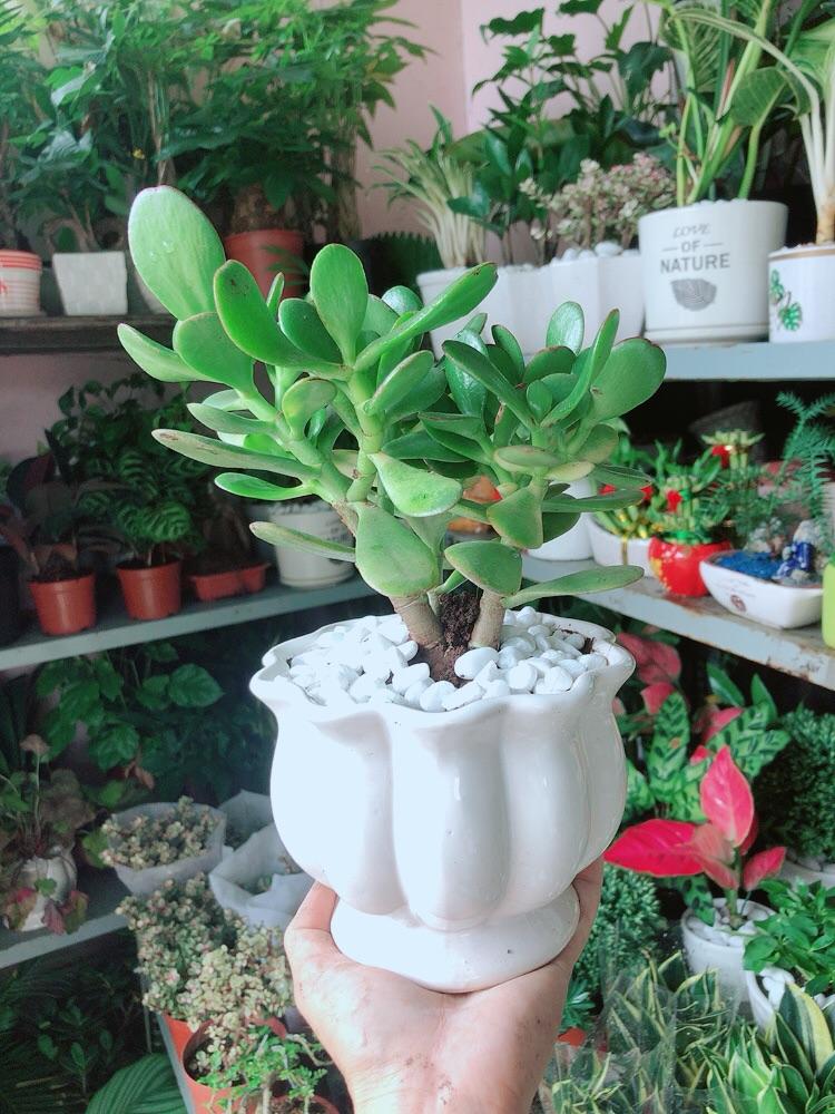 Chậu Cây Ngọc Bích