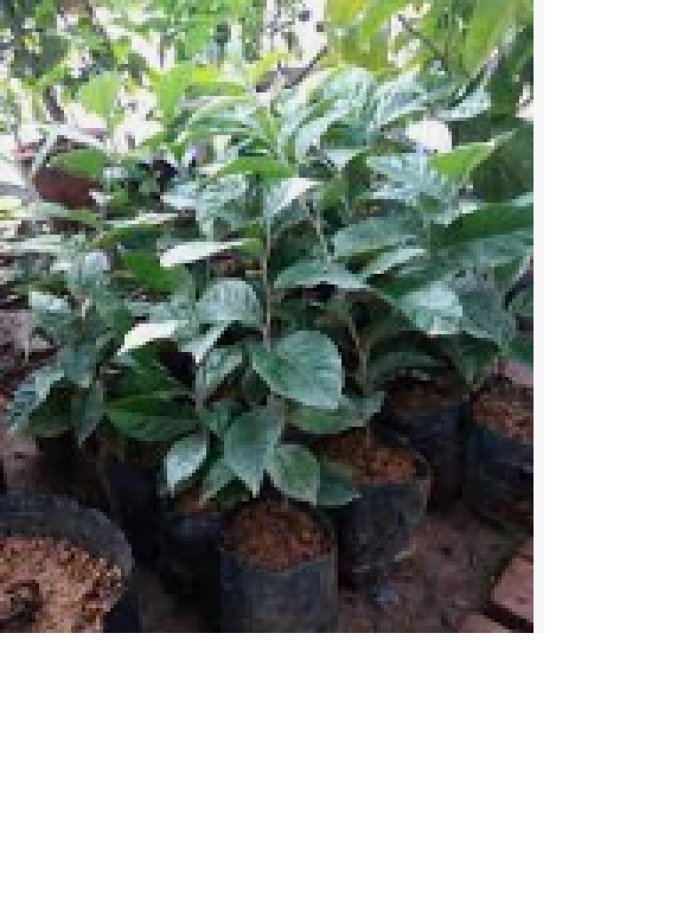 Sản phẩm CÂY NHÓT NGỌT MỸ