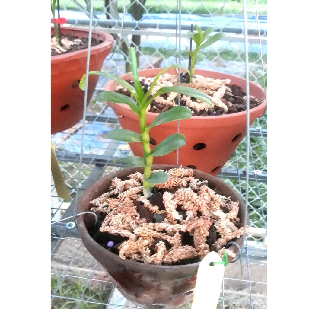 Phân bón Profarm -P17 8- 52-17 + TE siêu ra rễ, bật chồi cực nhanh