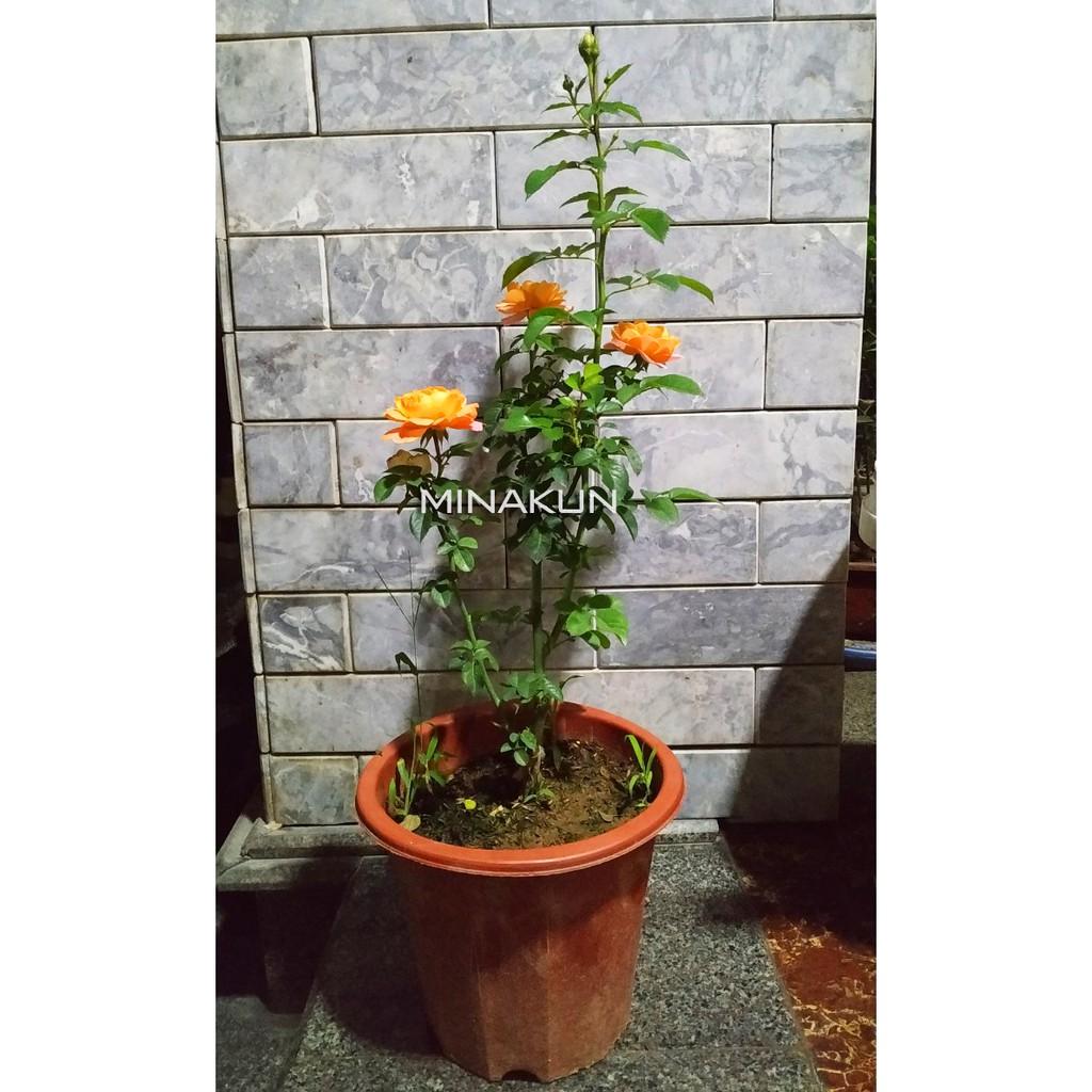 Hoa hồng Tezza cam cá hồi - Cây trồng ổn định sẵn trong chậu MinaKun Shop