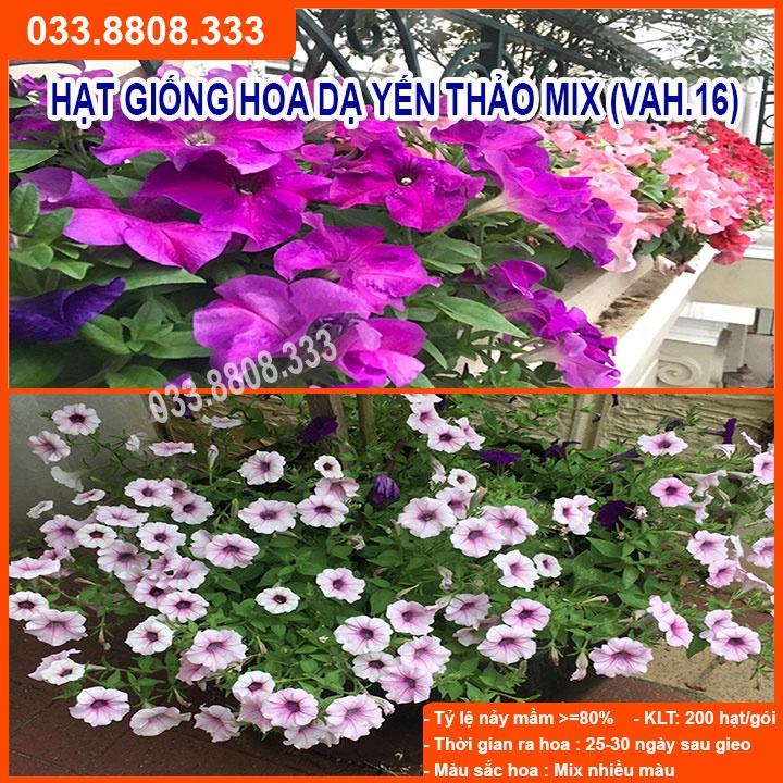 Hạt Giống Hoa Dạ Yến Thảo - Hoa Trồng Chậu Treo