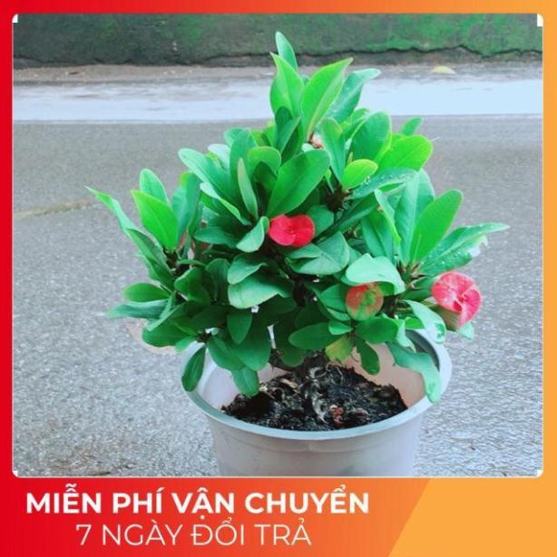 Xương Rồng Bát Tiên