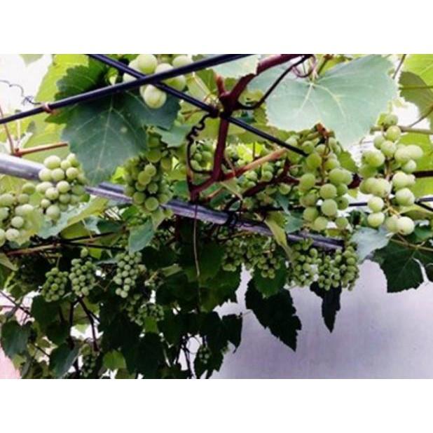 Cây giống NHO LEO PHÁP, NHO LÙN PHÁP - Hàng cây giống chuẩn F1