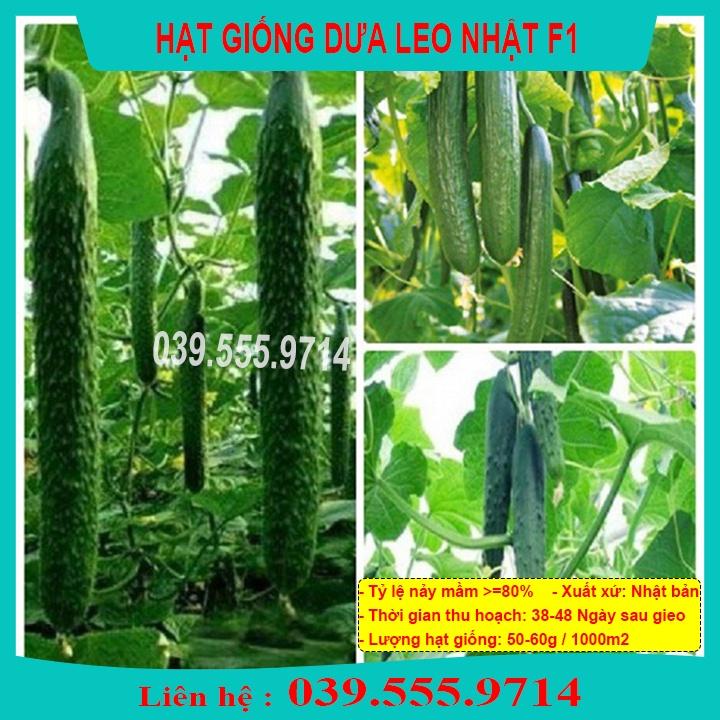 Hạt giống Dưa Leo Nhật Quả Dài F1 Gói 1g