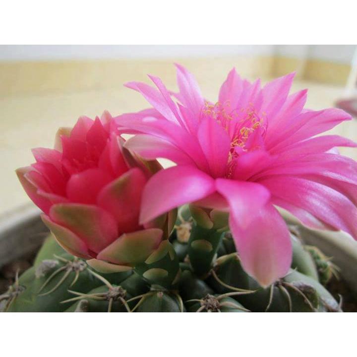 Hạt giống hoa xương rồng nhiều màu  - Gói 20 hạt