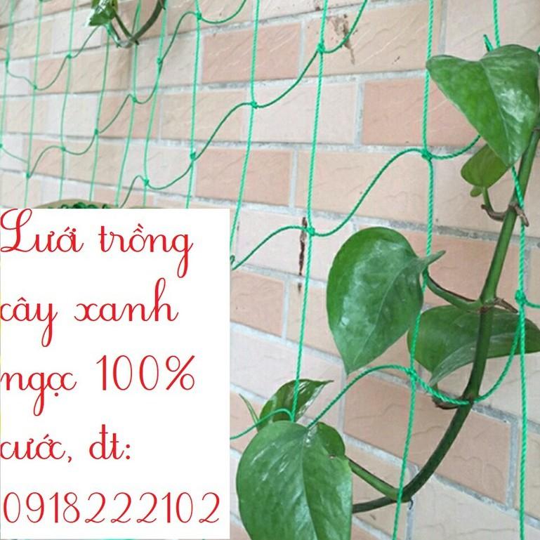 Lưới trồng cây cước màu xanh ngọc khổ rộng 5m